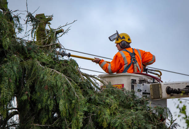 How Our Tree Care Process Works  in  Queens, NY